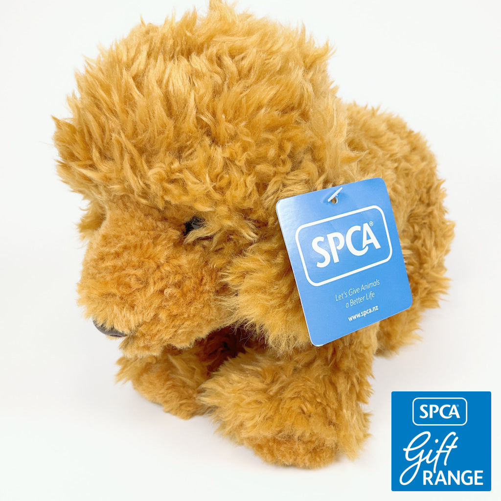 Spca - Labradoodle Dog