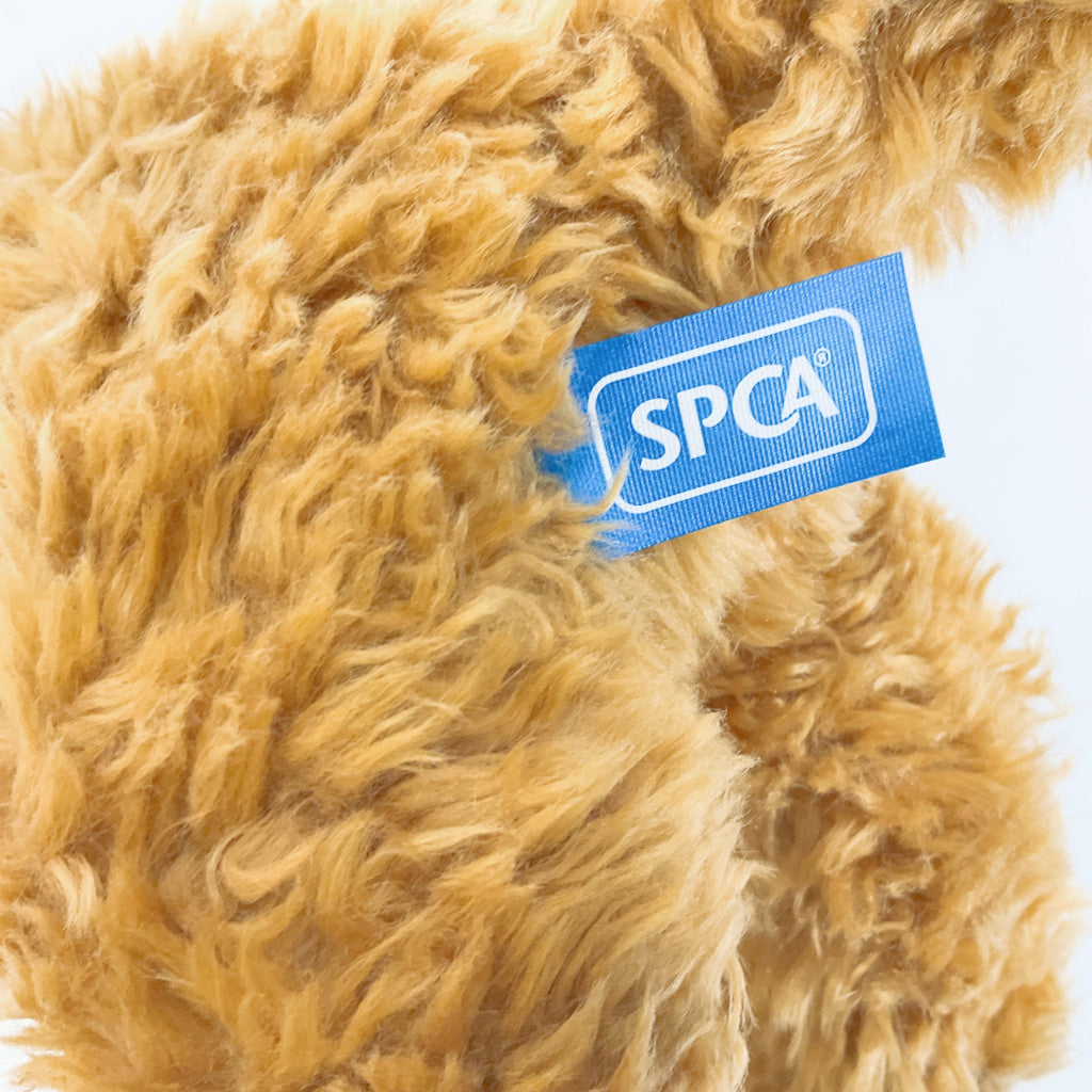 Spca - Labradoodle Dog